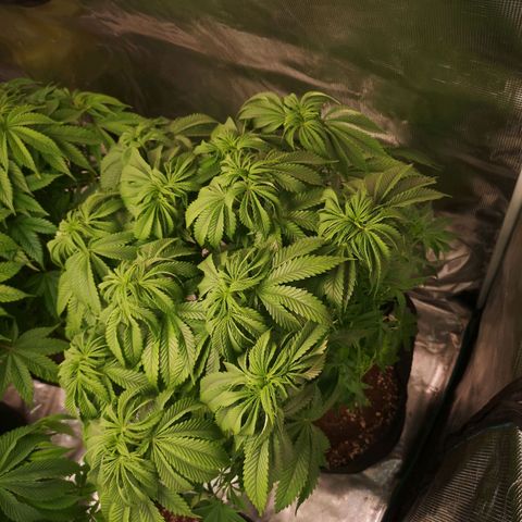 Blueberry cookies 2nd grow growlog timeline photo