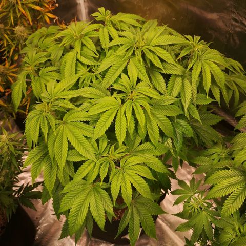 Blueberry cookies 2nd grow 2 growlog timeline photo
