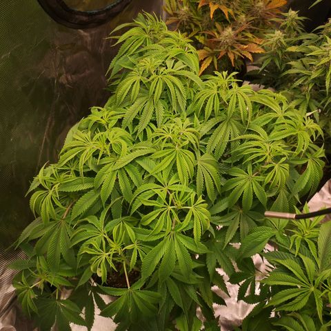 Orange cookie chem 2nd grow growlog timeline photo
