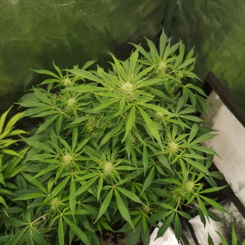 avt x 3 bears og growlog timeline photo