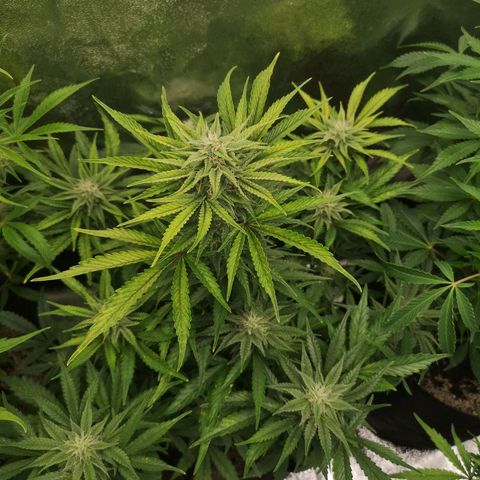 Sour crinkle growlog timeline photo