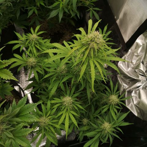 Hubbabubba haze myco growlog timeline photo