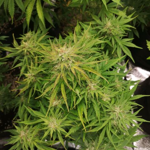 strawberry stomper growlog timeline photo