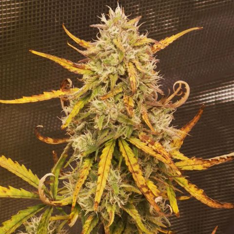 Hubbabubba haze growlog timeline photo