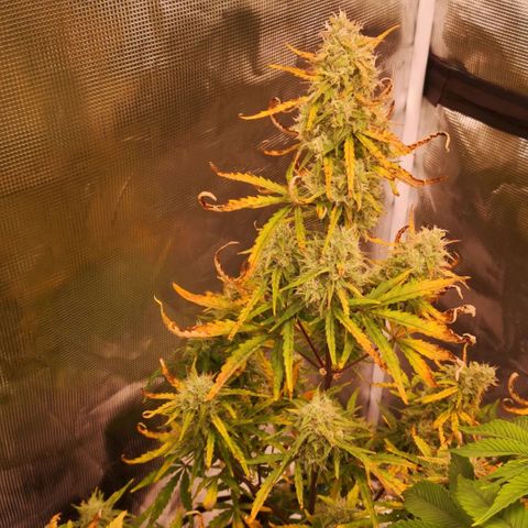 Hubbabubba haze growlog timeline photo