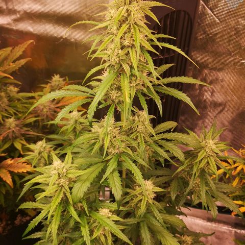 Ripleys og growlog timeline photo