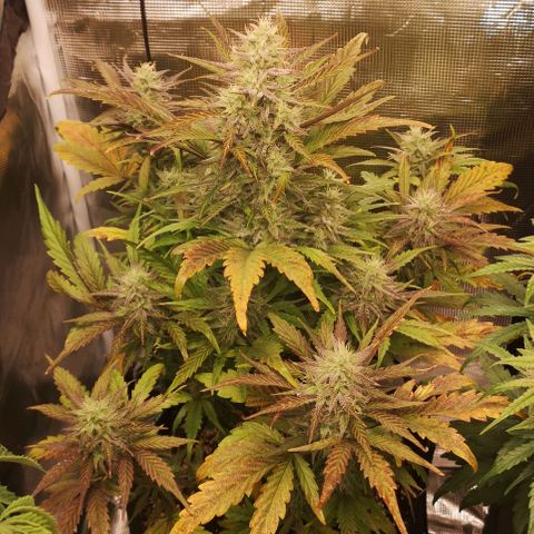 Mango smile growlog timeline photo