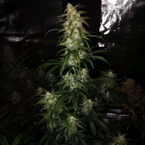 Ripleys og growlog timeline photo