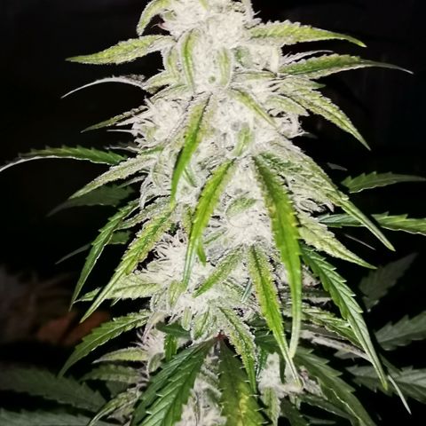 Ripleys og growlog timeline photo