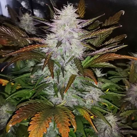 Mango smile growlog timeline photo