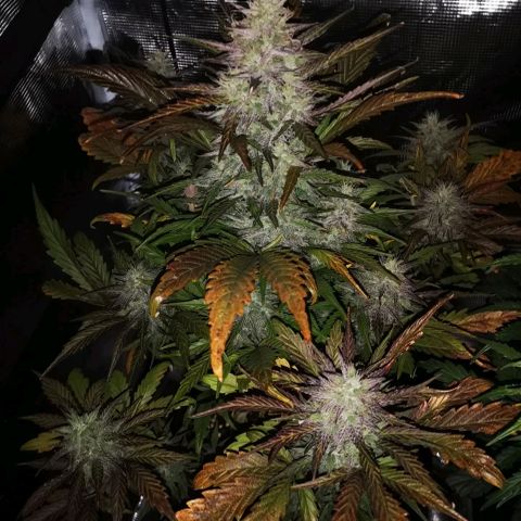Mango smile growlog timeline photo