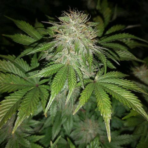 Cdlc myco growlog timeline photo