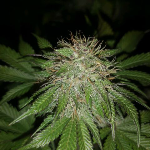 Cdlc myco growlog timeline photo