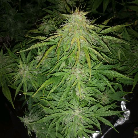 strawberry stomper growlog timeline photo