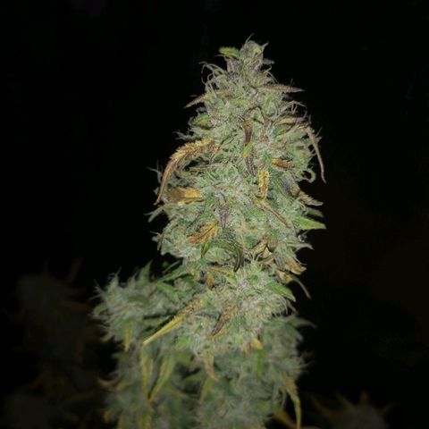 Hubbabubba haze growlog timeline photo