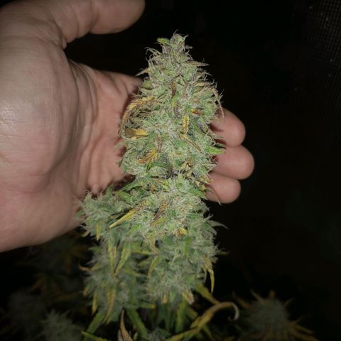 Hubbabubba haze growlog timeline photo