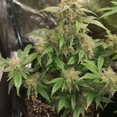 Cdlc growlog timeline photo