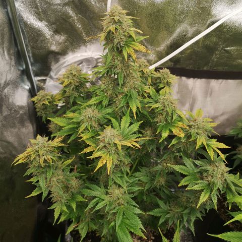 Cdlc 1/2 & 1/2 growlog timeline photo