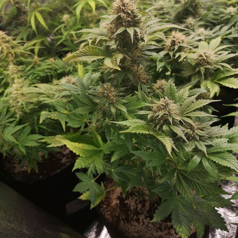 Cdlc myco growlog timeline photo