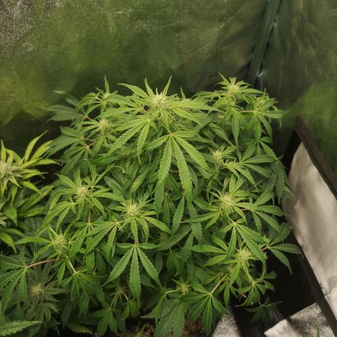 avt x 3 bears og growlog timeline photo