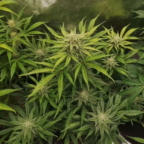 Sour crinkle growlog timeline photo