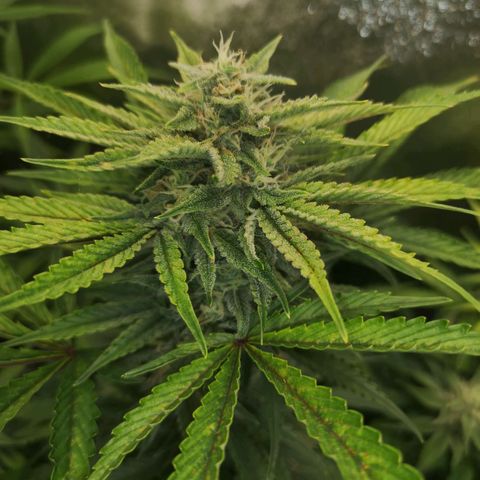 Sour crinkle growlog timeline photo