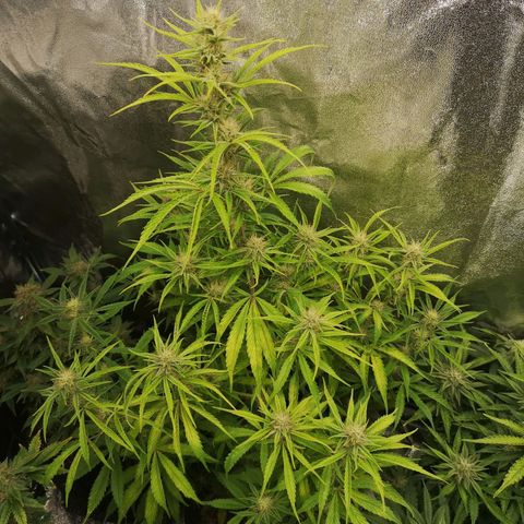 Forgotten cookies growlog timeline photo