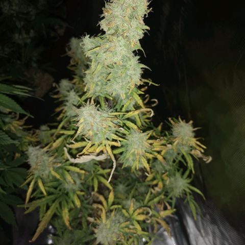 Hubbabubba haze growlog timeline photo