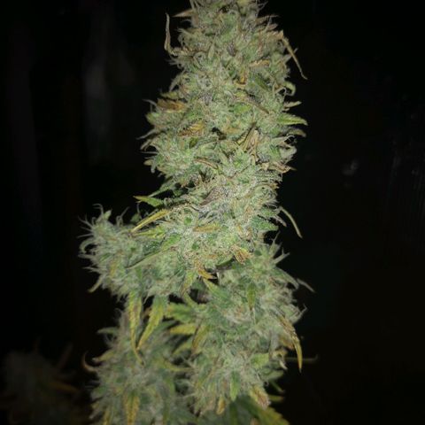 Hubbabubba haze growlog timeline photo