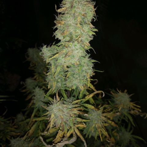 Hubbabubba haze growlog timeline photo