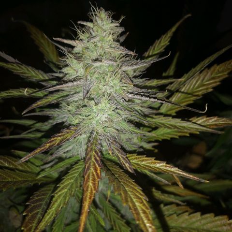 Mango smile growlog timeline photo
