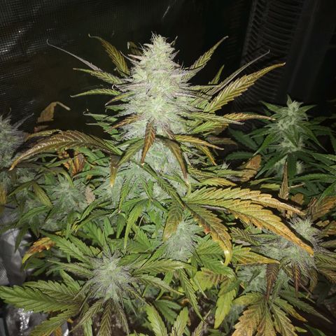 Mango smile growlog timeline photo