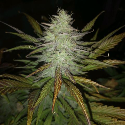 Mango smile growlog timeline photo