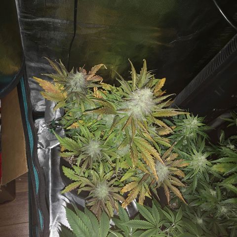 Mango smile growlog timeline photo