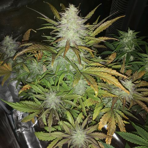 Mango smile growlog timeline photo