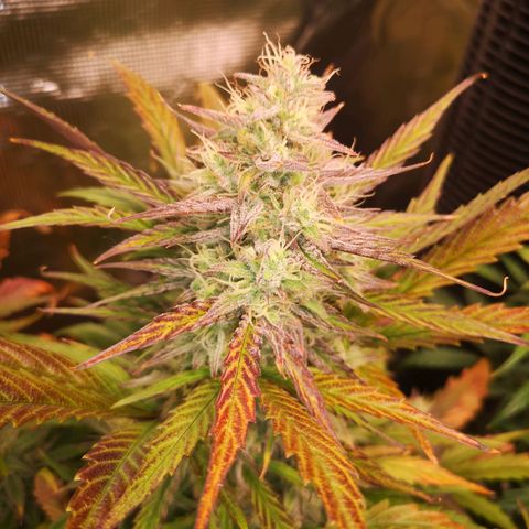 Mango smile growlog timeline photo