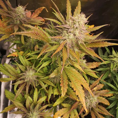 Mango smile growlog timeline photo