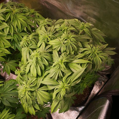 Blueberry cookies 2nd grow growlog timeline photo