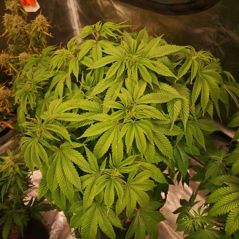 Blueberry cookies 2nd grow 2 growlog timeline photo