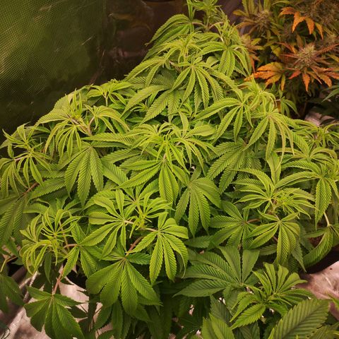 Orange cookie chem 2nd grow growlog timeline photo