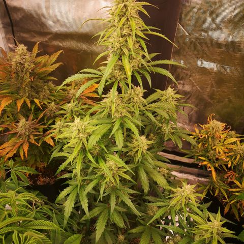 Ripleys og growlog timeline photo