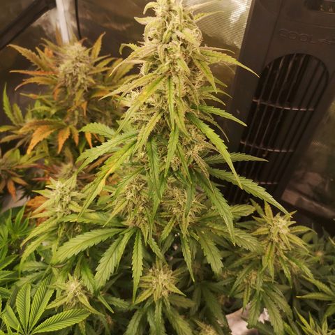 Ripleys og growlog timeline photo