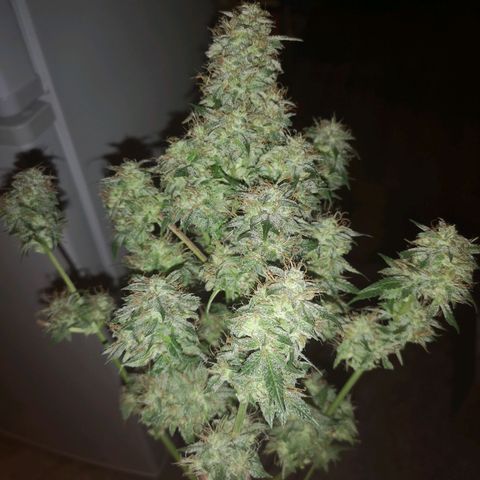 Cdlc growlog timeline photo