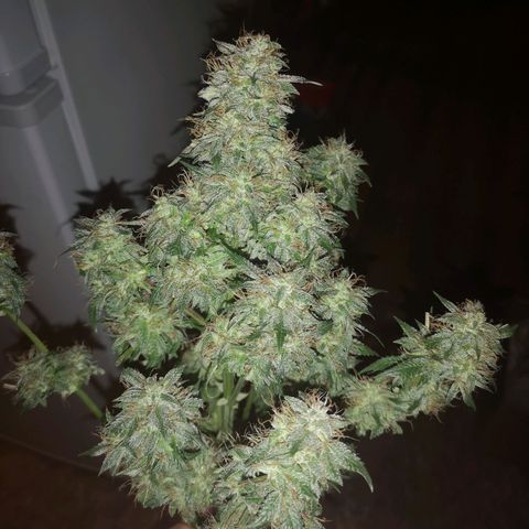 Cdlc growlog timeline photo