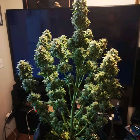 Cdlc 1/2 & 1/2 growlog timeline photo