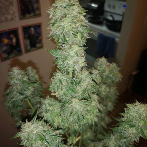 Cdlc 1/2 & 1/2 growlog timeline photo