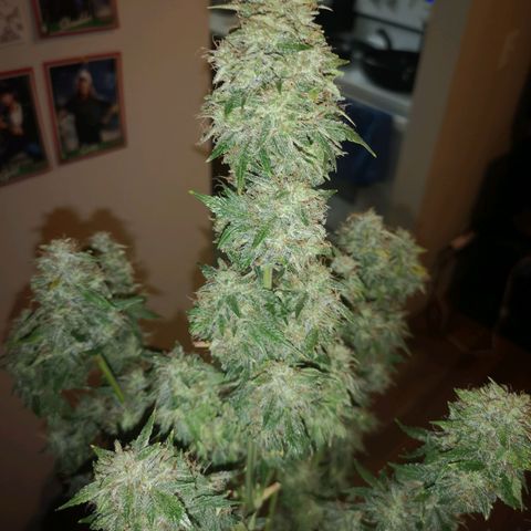 Cdlc 1/2 & 1/2 growlog timeline photo