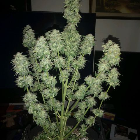 Cdlc 1/2 & 1/2 growlog timeline photo