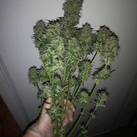Cdlc myco growlog timeline photo