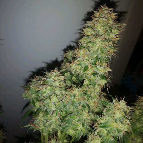 Cdlc myco growlog timeline photo